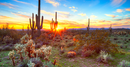 Sun setting over Sonoran Desert in Arizona.